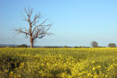 06-4936 Oilseed Rape Field and Tree, Teesdale, County Durham